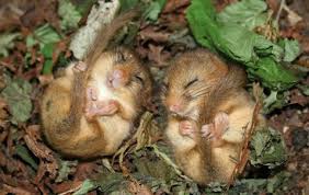 The Most Horrifying Defense Mechanisms Of Adorable Animals Cute Animals Animals Wild Cuddly Animals