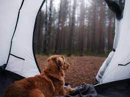 Look for a model with a durable floor that even the sharpest nails. Bear Creek Campground At Lake Compounce Wag