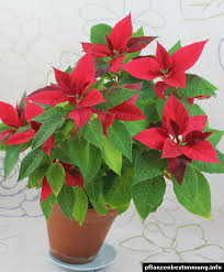 Image result for Euphorbia pulcherrima