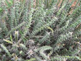 Image result for Euphorbia schinzii