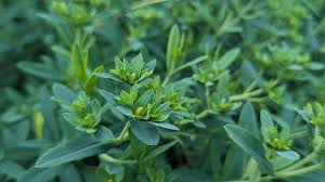 Image result for Hypericum humbertii