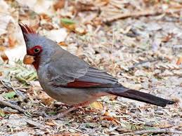 Image result for Pyralis cardinalis