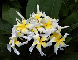 Curly Yellow And White Plumeria Best Smelling Flowers Smelling Flowers Beautiful Flowers