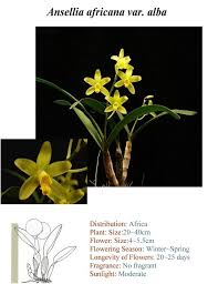 Image result for Ansellia