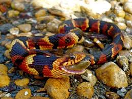 Black And Yellow Banded Snake Texas Broad Banded Water Snake Snake Snake Lovers Pretty Snakes