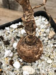 Image result for Euphorbia platycephala