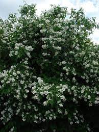 Pin On Gardening