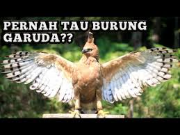 Terima kasih sudah berkunjung di gambariku. Seperti Apakah Burung Garuda Yang Asli Youtube