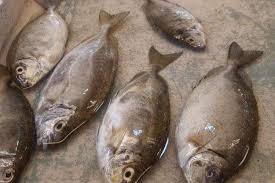 Kecamatan belakang padang daftar nama desa/kelurahan di kecamatan belakang padang di kota batam, provinsi kepulauan riau (kepri) : Berburu Ikan Dingkis Sajian Khas Imlek Di Batam Dipercaya Bawa Keberuntungan Harga Tembus Rp 500 000 Per Kilogram Halaman All Kompas Com