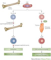 Image result for Humoral Immunodeficiency