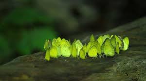 Some Wallpapers From The Windows Spotlight Lockscreen Kaeng Krachan National Park Green Butterfly Image