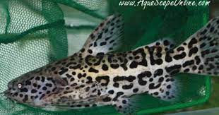 It is a very attractive fish, especially when fully grown. Jaguar Catfish 3 Liosomadoras Oncinus Product View In 2021 Catfish Fish Breeding Beautiful Fish