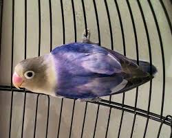 Image result for lovebird Parblue