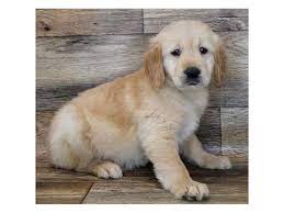 One of the friendliest breeds out there, yellow labs are great companions and love to be a part of the family. Golden Retriever Dog Golden Id 2883430 Located At Petland Oklahoma City Tulsa