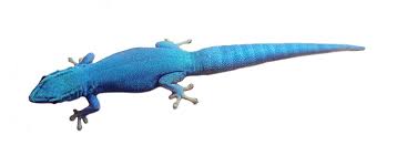 Electric Blue Day Gecko Lygodactylus Williamsi Captive Bred Josh S Frogs