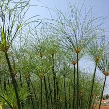 Image result for Cyperus dives