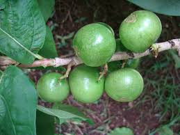 Image result for Vangueria esculenta