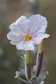 Image result for Catophractes alexandri