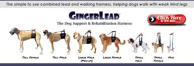 3 видео 4 просмотра обновлен 19 дек. Dog Hip Brace Zoomadog Dog Blog For Canine Hip Dysplasia Arthritis Joint And Ocd Treatment For Dogs Dog Pain Treatment Dog S Health