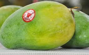Penanaman mangga secara monokrop mula popular dijalankan di melaka dan perak dengan varieti chok anan serta di perlis dengan varieti harumanis. Jangan Terpedaya Arumanis Indonesia Tak Sama Dengan Harumanis Free Malaysia Today Fmt