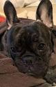 Harley for sale in Grantham | Pets4Homes