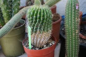 Your cacti are established and settled into your beds and containers, flowering on a regular basis. Questions Archives Page 6 Of 20 Cactus Jungle