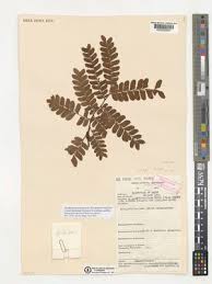 Image result for Tessmannia burttii