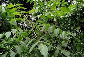 Sifat warna ungu dan buahnya manis merupakan contoh â€¦ *. Sifat Warna Ungu Dan Buahnya Manis Merupakan Contoh Seputar Buah