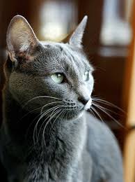 April 17 2017 At 06 27pm From Sabonhomeblog And Like Omg Get Some Yourself Some Pawtastic Adorable Cat Apparel Blue Cats Russian Blue Beautiful Cats