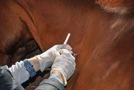 It is required for many shows and for crossing state lines. Equine Vaccination Do S And Don Ts The Horse