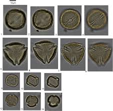 Image result for Hippocratea goetzei