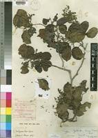 Image result for Androstachys johnsonii