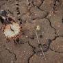 2026 Heatwaves and Drought Threaten French Agriculture and European Economy