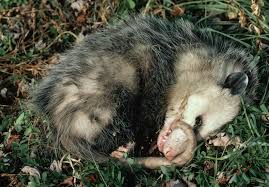 We did not find results for: 10 Things You Didn T Know About Opossums