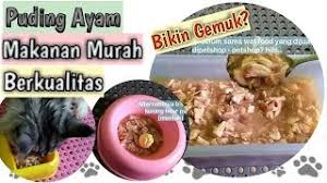 Bakalpeternak #seputarternak #fermentasidedakampastahu cara fermentasi dedak dan ampas tahu untuk pakan ayam. Cara Membuat Makanan Untuk Puyuh Dengan Tangan Mereka Sendiri Dan Komposisi Makanan Diet Dan Nasihat Yang Betul Burung 2021