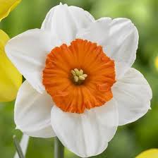 So Beautiful Daffodil Bulbs Daffodils Narcissus