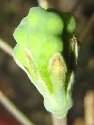 Image result for Eriospermaceae