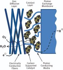 Simple diffusion is carried out by the actions of hydrogen bonds forming between water molecules and solutes. Polymers Application In Proton Exchange Membranes For Fuel Cells Pemfcs