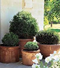 7 Container Gardening Ideas Beyond Summer Flowers Plants Garden Containers Garden Inspiration
