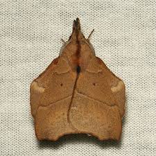Dead Leaf Moth Radhica Flavovittata Lasiocampidae Moth Tiger Moth Create An Animal