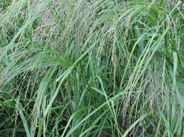 Image result for Eragrostis thollonii