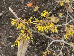 Image result for Hamamelis mollisi