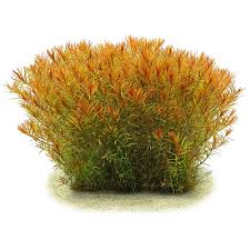 Image result for Launaea rarifolia