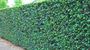 Wir erklären ihnen, wie oft sie ihre lorbeerhecke und einzelne pflanzen schneiden können und da der lorbeer im jahr 20 bis 40 cm wächst, ist ein regelmäßiger schnitt der hecke erforderlich. Blog Eine Schmale Lorbeerhecke Schneiden