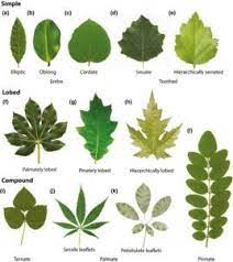 Add Variety To Leaf Framing Background Of Upper Right Sleeve Leaf Identification Leaves Leaf Shapes