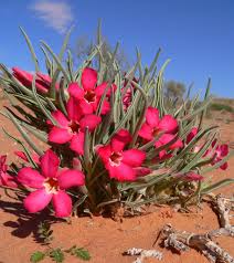 Image result for Apocynaceae subfamilies Asclepiadoideae and Secamonoideae