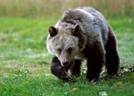 The vermont teddy bear company (vtb) is one of the largest producers of teddy bears and the largest seller of teddy bears by mail order and internet.the company handcrafts each of its teddy bears and produces almost 500,000 teddy bears each year. Fact Check Story Of Huge Man Eating Alaskan Grizzly Bear Is Tall Tale