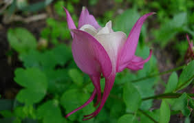 Columbine Toxic Plant Of The Week The Equinest