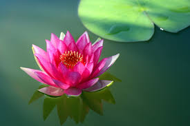 The following are the ways of growing lotus flowers at home. Lotus Flower Symbolism In Different Religions And Cultures Spiritual Ray