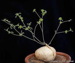 Image result for Raphionacme lanceolata